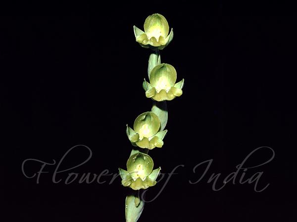 Yellow Habenaria